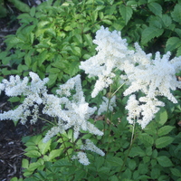 Astilbe Brautschleier