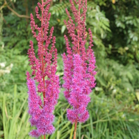 astilbe_chinensis_purpurlanze.jpg