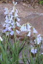 brimeura_amethystina5.jpg