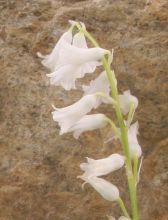 brimeura_amethystina_alba3.jpg