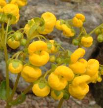 calceolaria_corymbosa.jpg