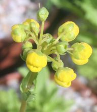 Calceolaria corymbosa