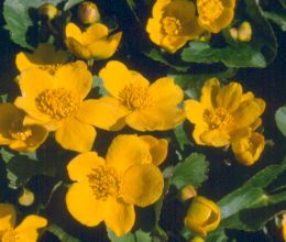 caltha_palustris_close.jpg
