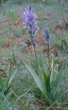 camassia_quamash.jpg