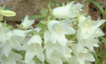 campanula_dolomitica.jpg