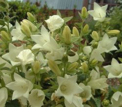 campanula_dolomitica2.jpg