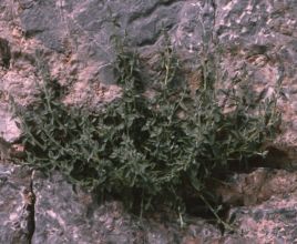 campanula_ephesia.jpg