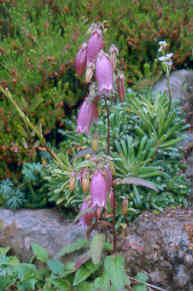 campanula_takesimana.jpg
