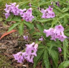 cardamine_pentaphylla.jpg