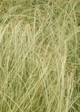 carex_comans_frosted_curls.jpg