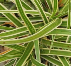 carex_conica_snowline.jpg
