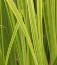 carex_dolichostachya_kaganishiki.jpg