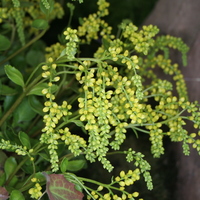 chiastophyllum_oppositifolium3.jpg