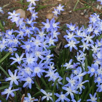 chionodoxa_forbesii3.jpg