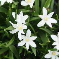 chionodoxa_luciliae_gigantea_alba.jpg