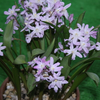 chionodoxa_pink_giant2.jpg