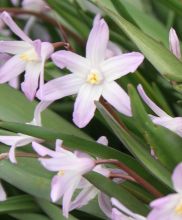 chionodoxa_pink_giant3.jpg
