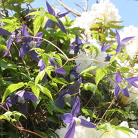 Clematis alpina