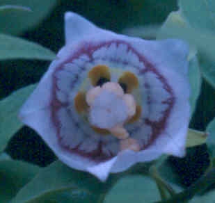 codonopsis_clematidea_close.jpg
