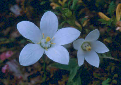 codonopsis_greywilsonii_himal_snow.jpg