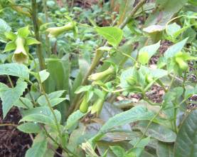 codonopsis_tangshen.jpg