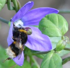 codonopsis_vinciflora.jpg