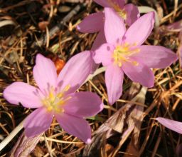 colchicum_baytopiorum.jpg
