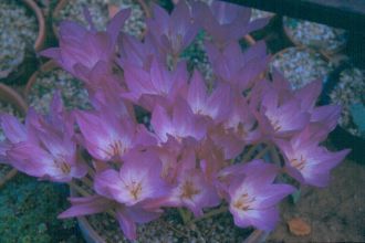 colchicum_disraeli.jpg