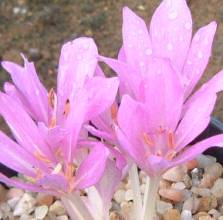 colchicum_tenorei.jpg