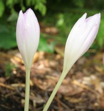 colchicum_the_giant.jpg