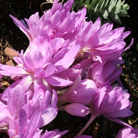 colchicum_waterlily.jpg