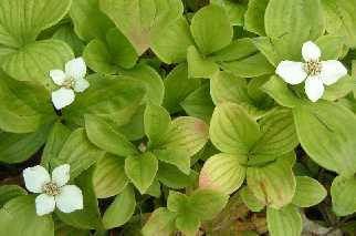 cornus_canadensis.jpg