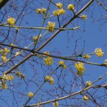 cornus_mas.jpg