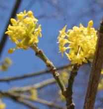cornus_mas2.jpg
