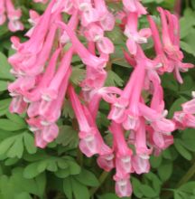 corydalis_solida_beth_evans4.jpg