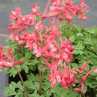 corydalis_solida_george_baker.jpg