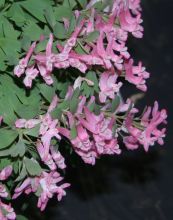 corydalis_solida_transsylvanica.jpg
