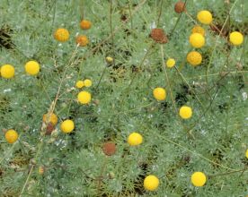 cotula_hispida.jpg