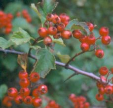 crataegus_chungtienensis.jpg