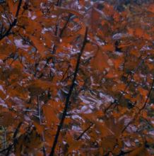 crataegus_chungtienensis2.jpg