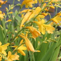 crocosmia_buttercup.jpg