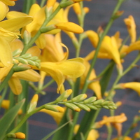 crocosmia_buttercup2.jpg