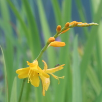 crocosmia_buttercup3.jpg