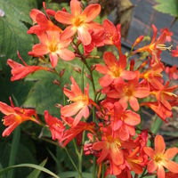 crocosmia_carmin_brilliant.jpg