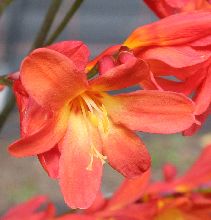 crocosmia_carmin_brilliant2.jpg