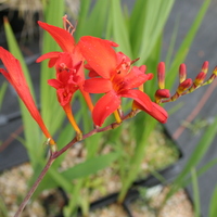 crocosmia_lucifer.jpg