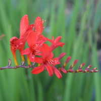 crocosmia_lucifer3.jpg