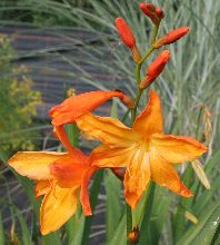 crocosmia_star_of_the_east.jpg