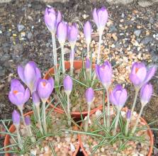 crocus_whitewell_purple.jpg
