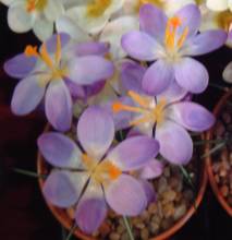 crocus_whitewell_purple2.jpg